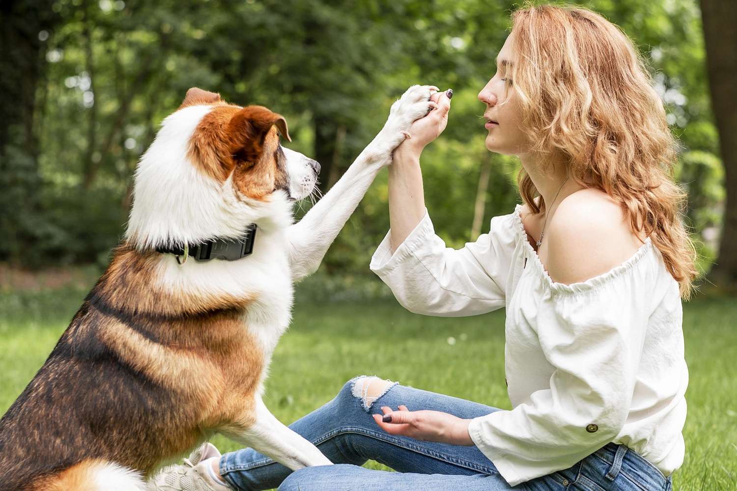 BP éducateur canin : formation, alternance et diplôme reconnu par l&rsquo;État