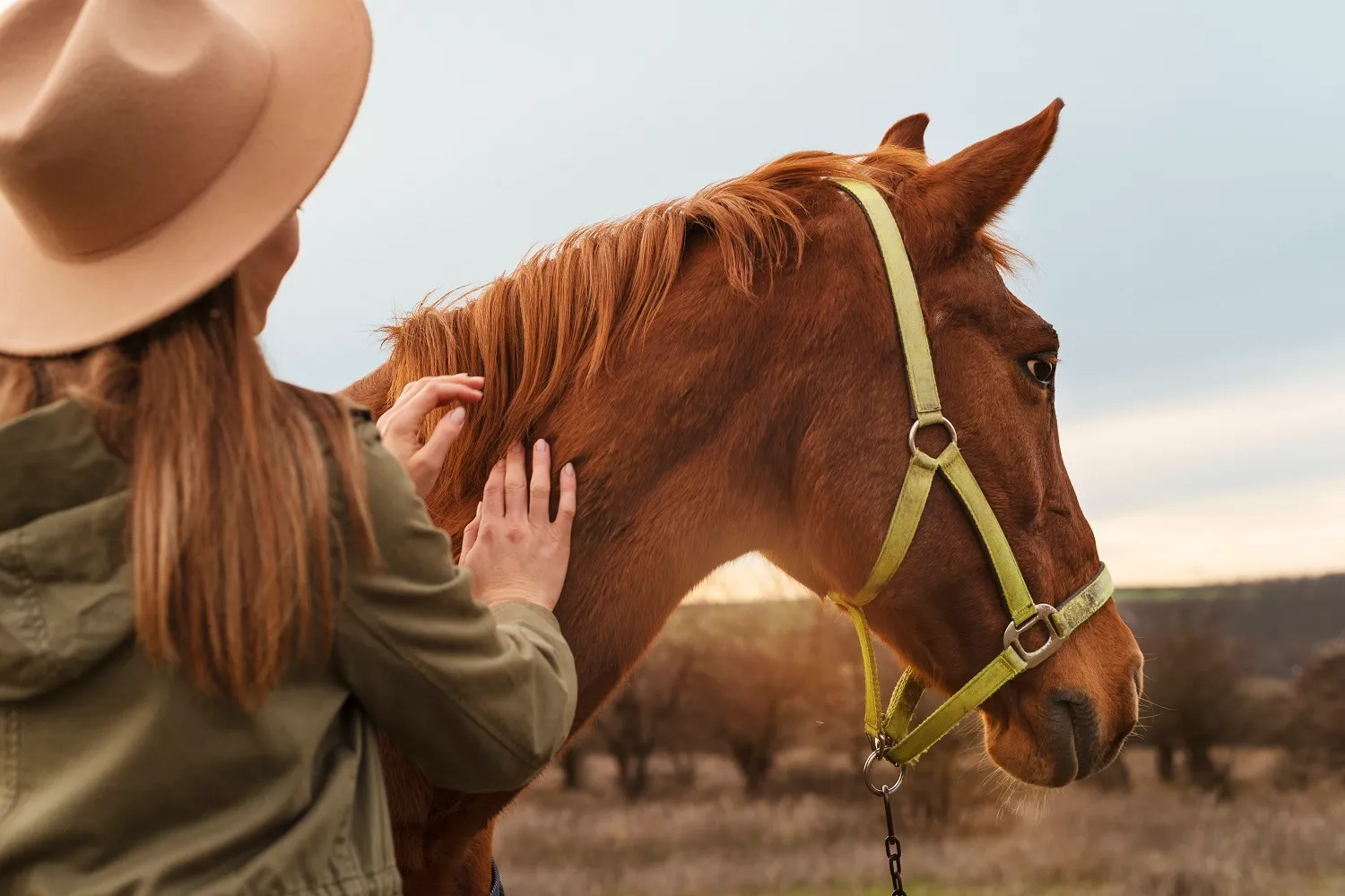 Devenir ostéopathe équin : études, formation et salaire de l&rsquo;ostéopathe pour chevaux