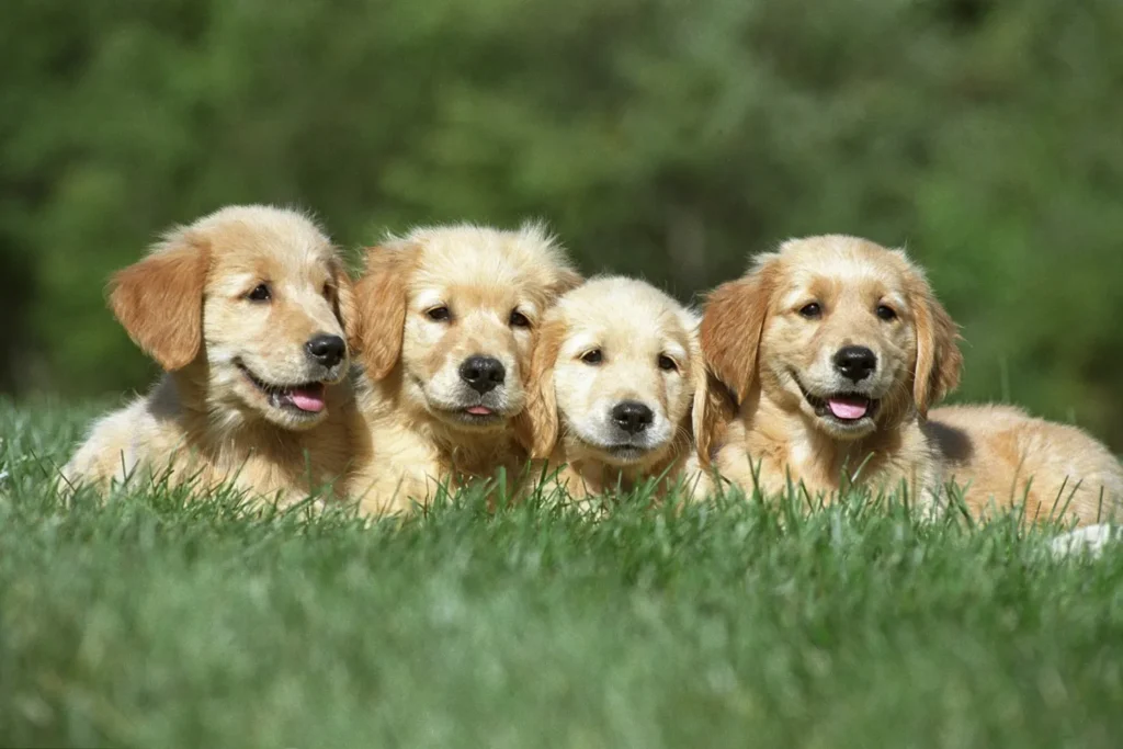 formation pour devenir éleveur de chien
