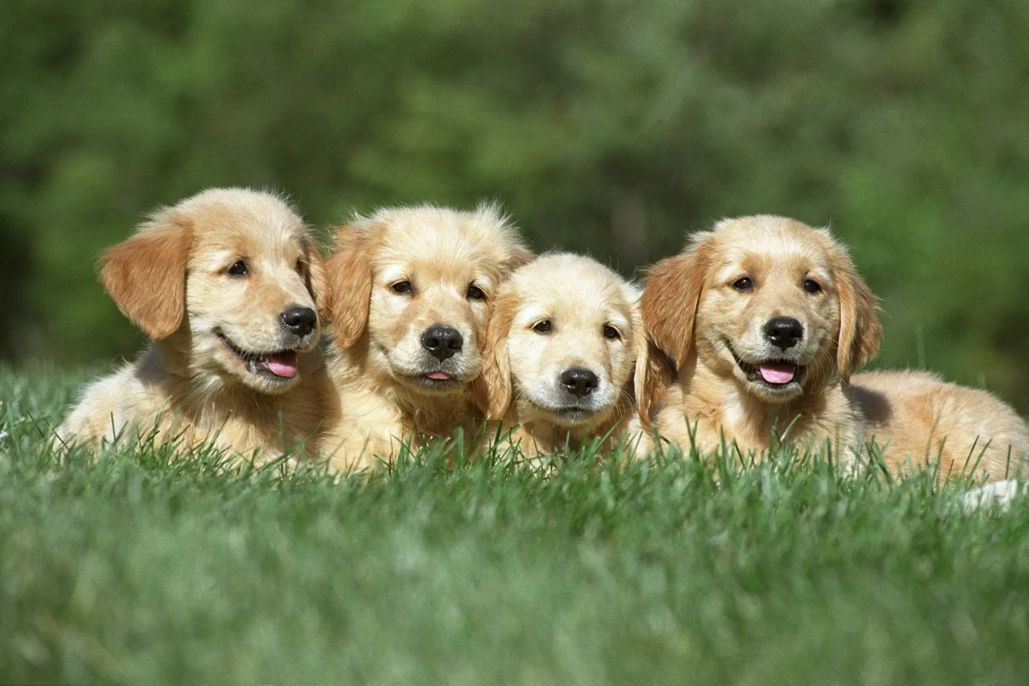 Formation éleveur canin : le guide complet pour devenir éleveur