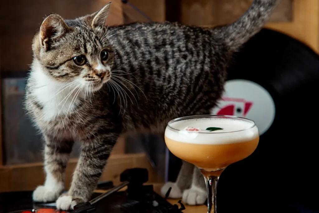 Ouvrir bar à chat
