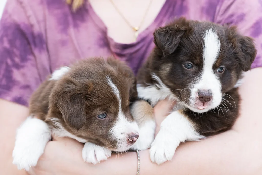 Passeport pour chien : comment l'obtenir et voyager en règle ? 3 2 chiots de race border collie dans les bras de l'éleveur