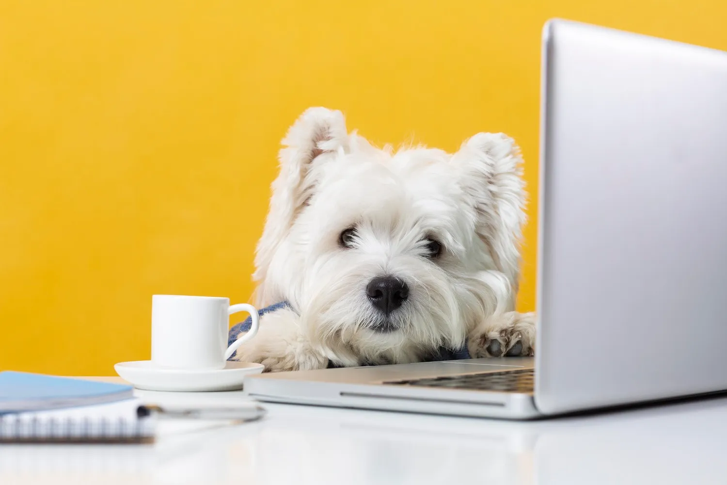 Création et rédaction de contenu SEO pour le web