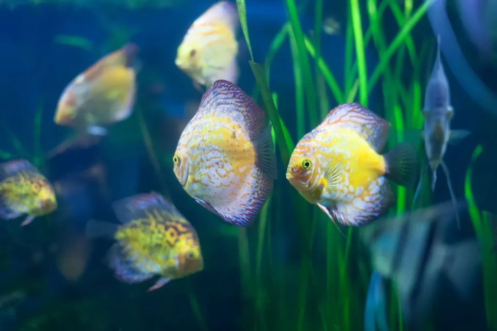 groupe de discus : poissons exotiques d'aquarium