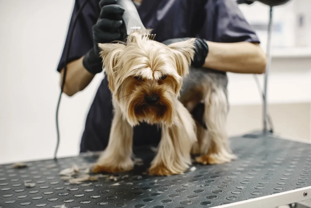 Ton chat est-il stressé ? Les signes à repérer 2 tondeuse chien professionnelle