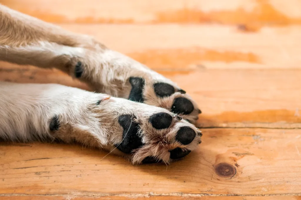 comment protéger les coussinets de mon chien dans la neige