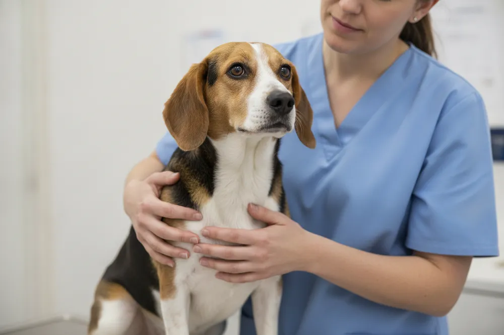 Auxiliaire vétérinaire tenant un chien pendant un examen en salle de consultation.