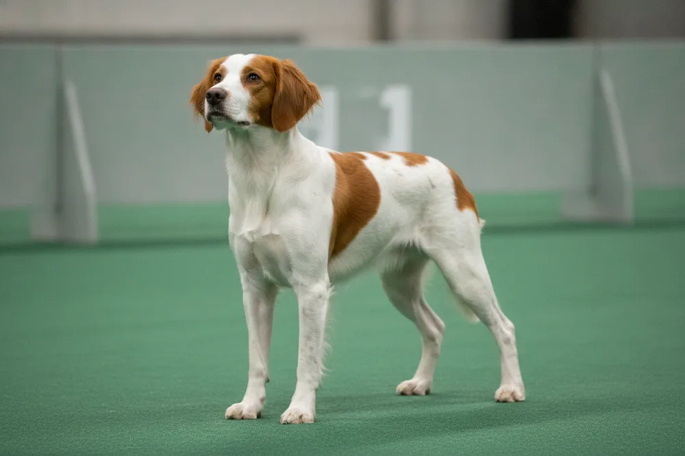 Un épagneul breton se tient en position de présentation sur le ring vert d'une exposition canine