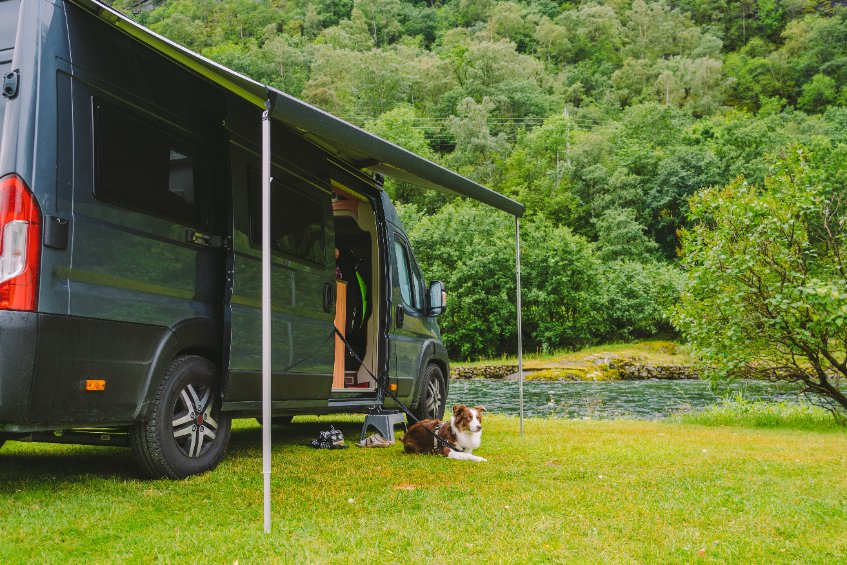 Organiser des vacances réussies avec ses animaux de compagnie