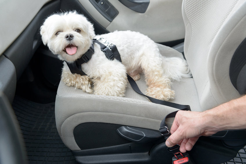 Transport d'un chien en voiture pour les vacances