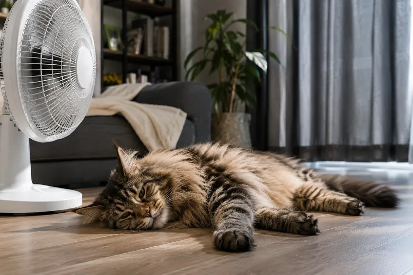 coup de chaleur chat