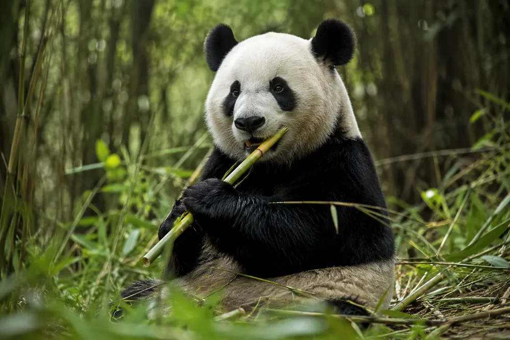 Un panda, animal en P emblématique, dans une forêt de bambous