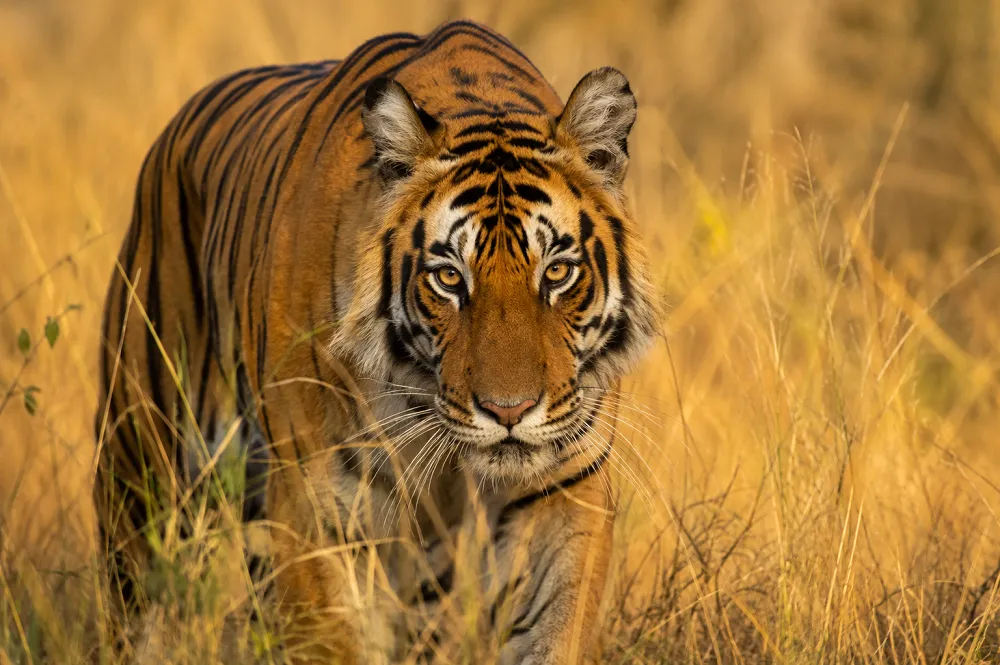 Animal en T : le tarpan bat le tigre au jeu du Petit Bac 1 Un tigre, animal en T emblématique, dans les hautes herbes