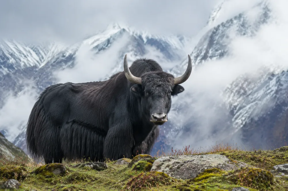 Un yak, animal en Y emblématique, en montagne