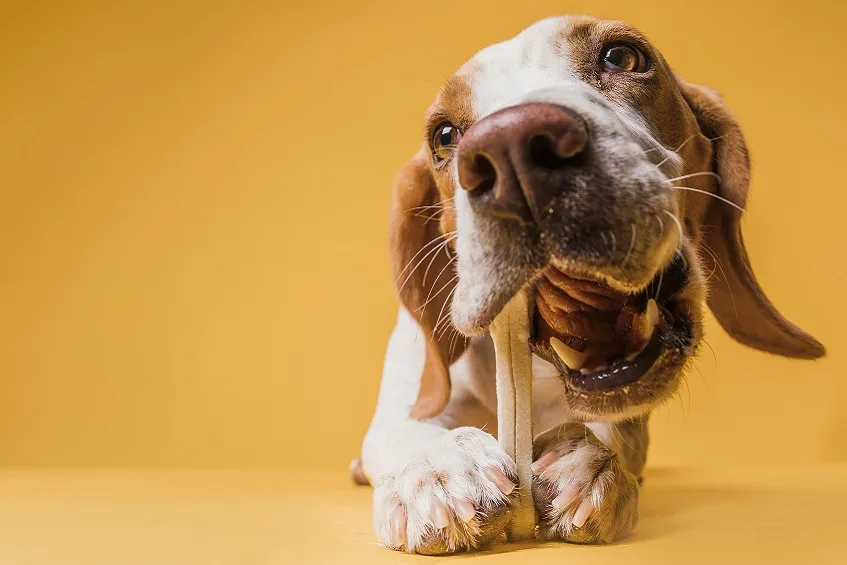 chien mange stick