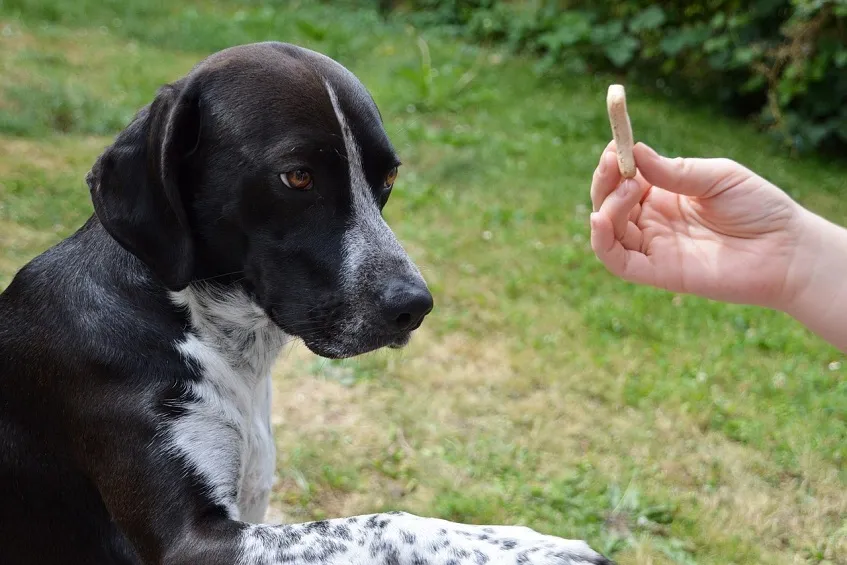 Education canine : trouver l’harmonie avec son chien grâce à des méthodes positives