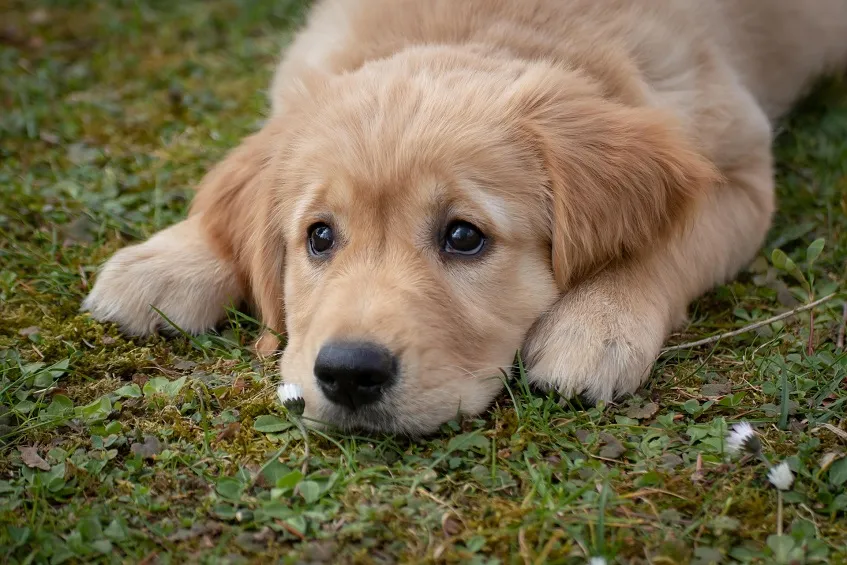 Pourquoi mon chien me suit-il partout ?