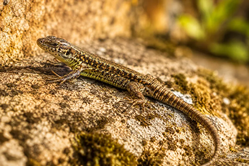 Queue de lézard