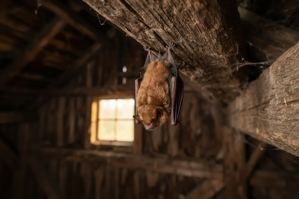 Chauve-souris suspendue la tête en bas sous une poutre au crépuscule : rêver de chauve-souris dans cette posture invite à changer de regard