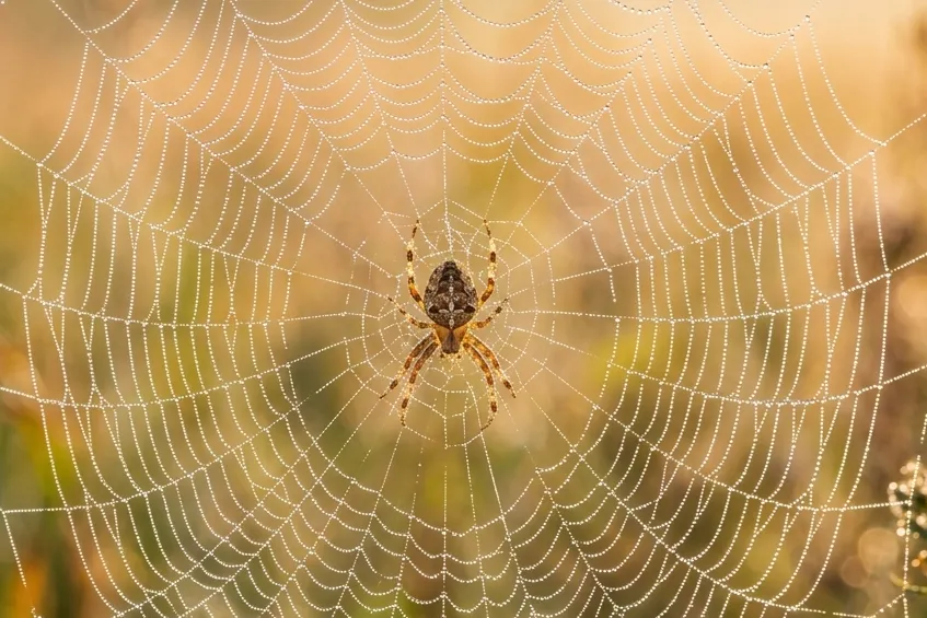 Symbole de l&rsquo;araignée : signification, spiritualité et cultures