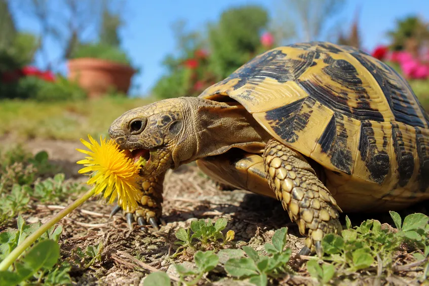Une tortue d'Hermann broute un pissenlit dans le jardin