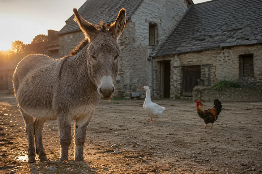 Animal en 3 lettres : les 18 réponses possibles