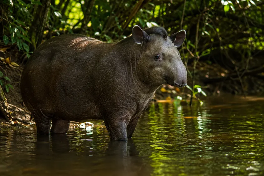 Un tapir du Brésil au bord d'une rivière amazonienne