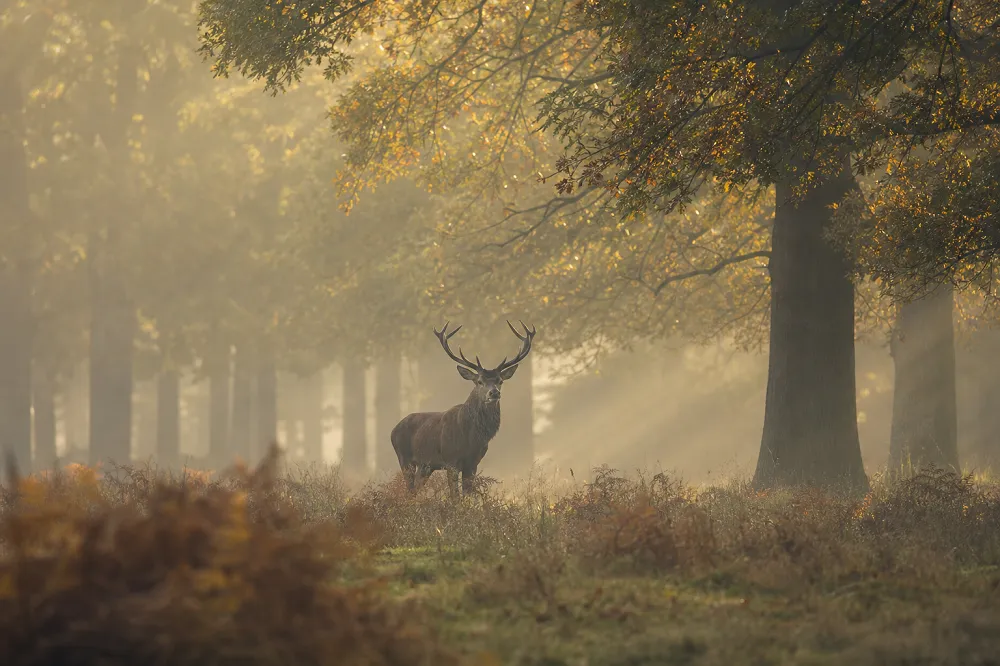 Un cerf qui brame au crépuscule pendant le rut — le cri du cerf