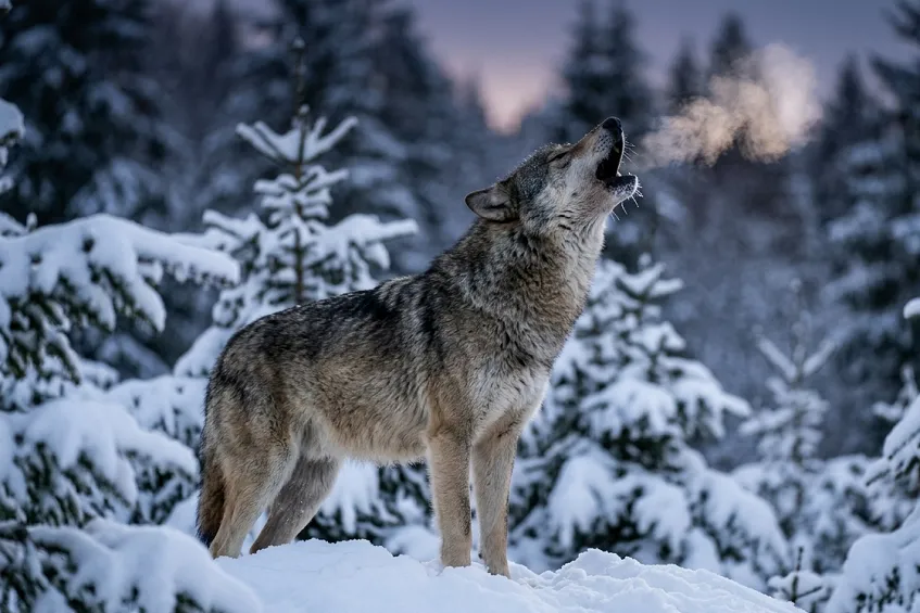 Comment s&rsquo;appelle le cri du loup ?