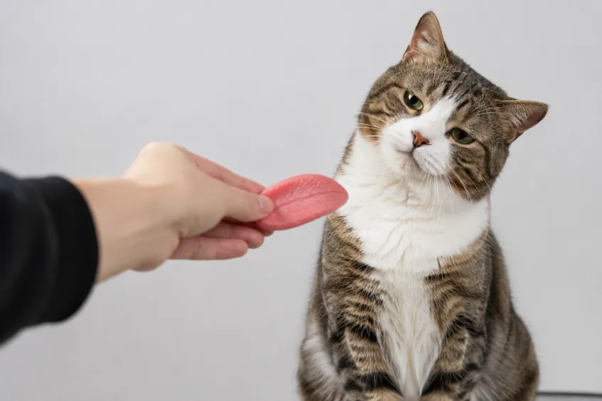 Que veut dire « donner sa langue au chat » ?