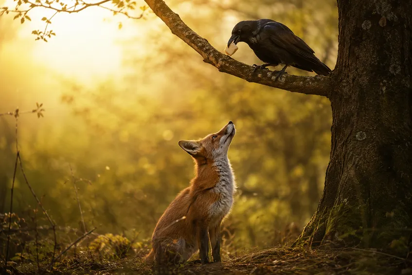 Exposition canine Châteauroux : deux jours, six titres 4 Esope Fables