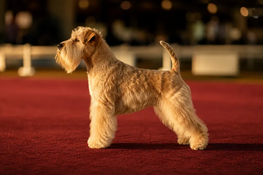 Exposition canine de Narbonne 2026 : deux expositions au Parc des expositions