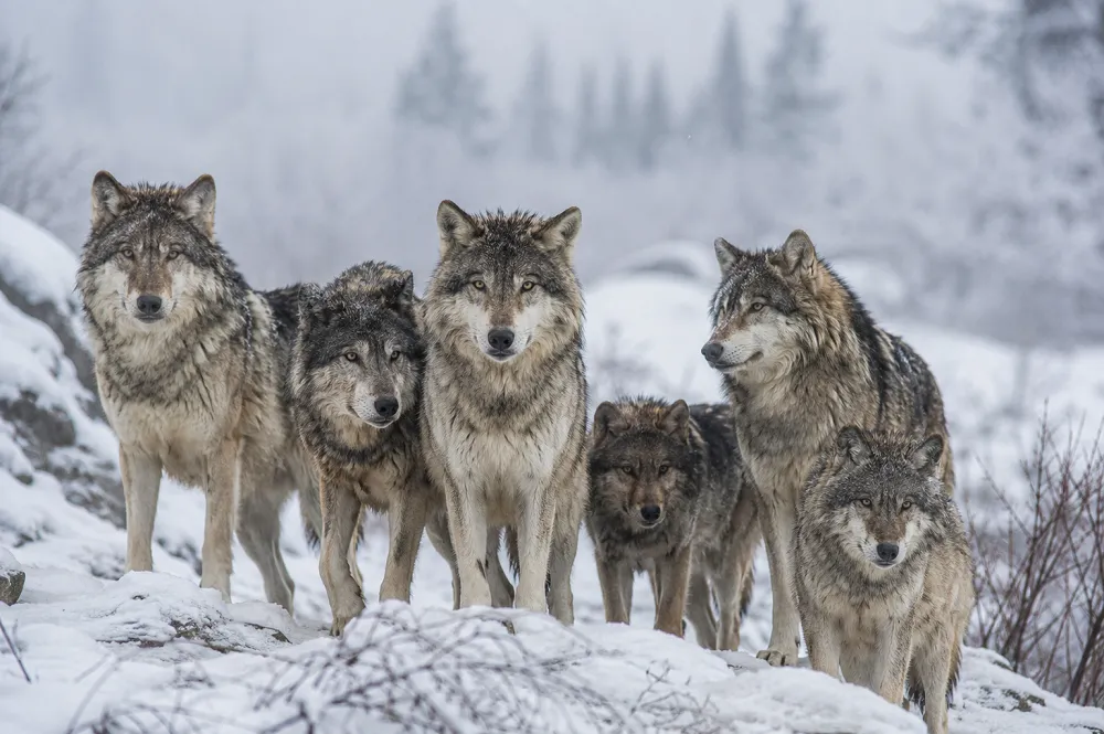 Une meute de loups gris dans la neige, illustrant le poids du loup