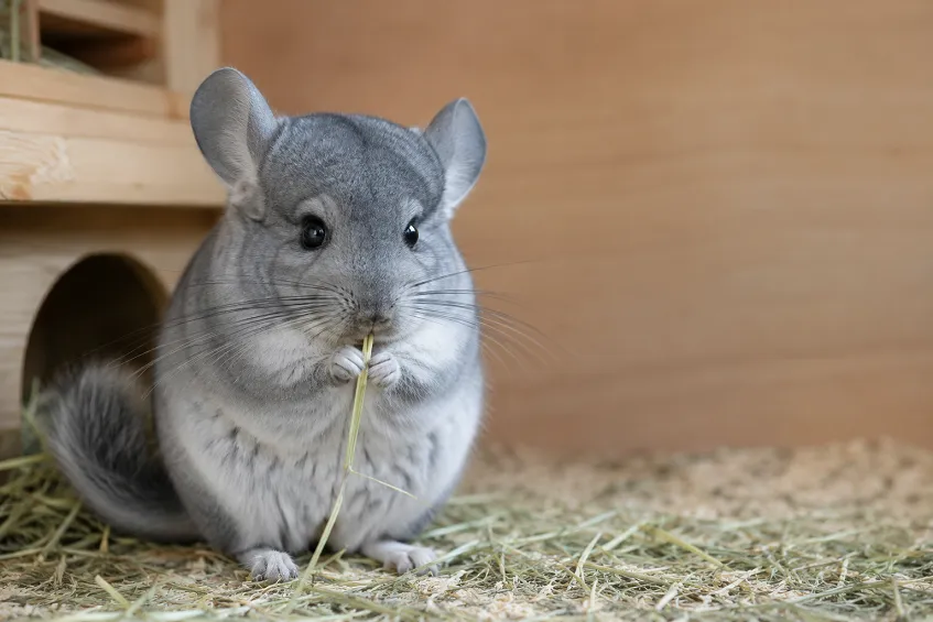 Exposition canine Miromesnil (Dieppe) 2026 : l'incontournable rendez-vous normand 2 nourriture chinchilla : un individu qui mange du foin