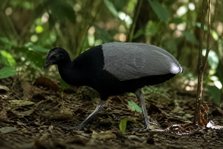 Un agami trompette marchant sur le sol de la forêt amazonienne