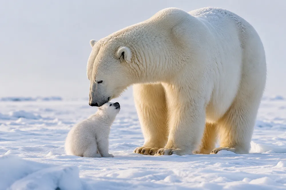 Une ourse polaire et son ourson, illustrant le poids de l'ours polaire