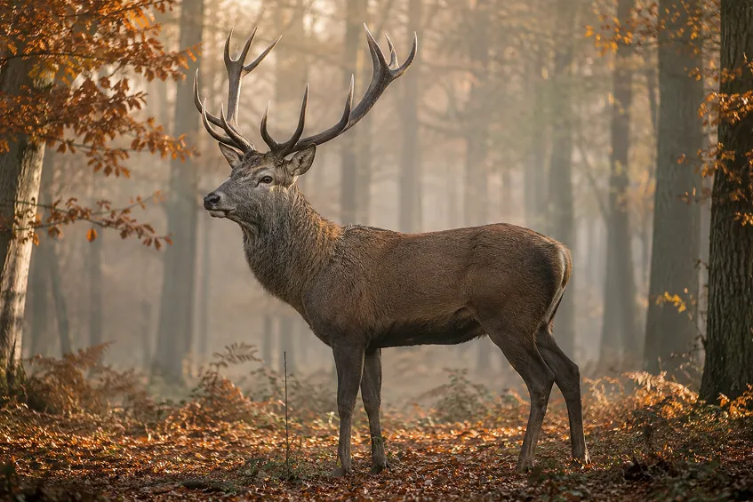 Un cerf élaphe mâle en forêt, illustrant le poids du cerf