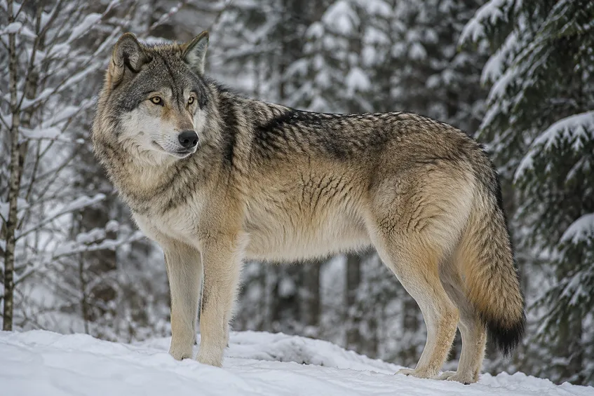 Un loup gris adulte en forêt