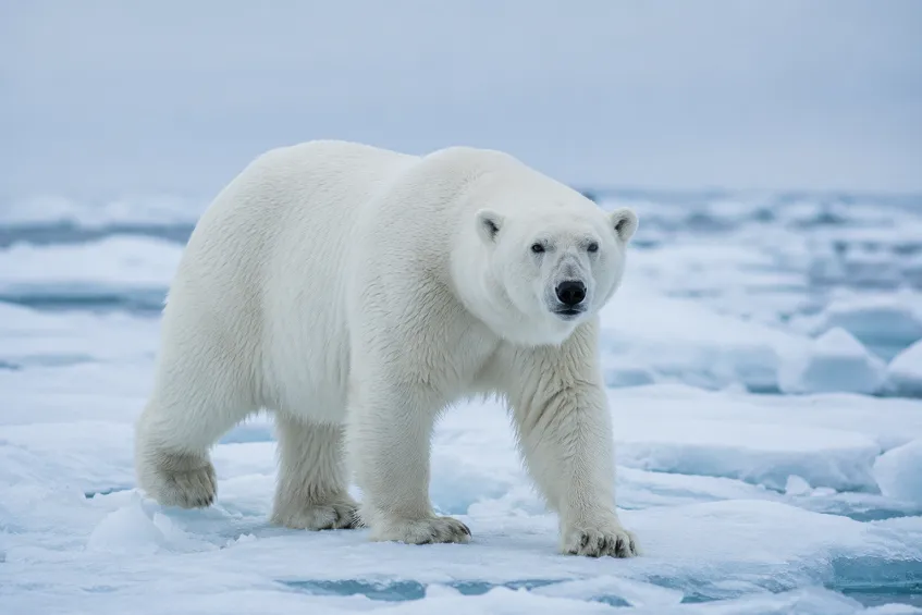 Déguisement de loup : idées, fait maison et loup-garou 2 Un ours polaire adulte sur la banquise