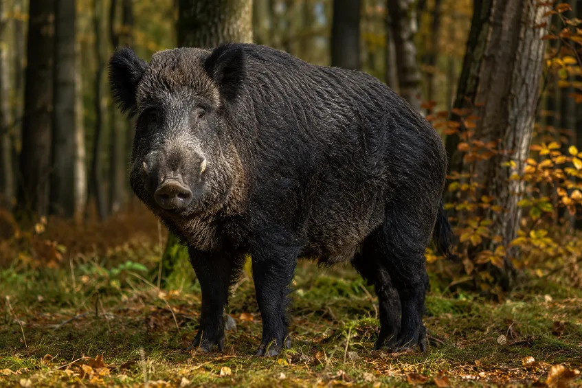 Un sanglier adulte dans une forêt illustrant le poids du sanglier