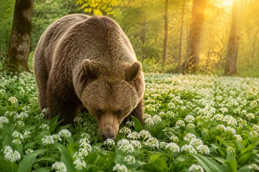 Pourquoi dit-on ail des ours ?
