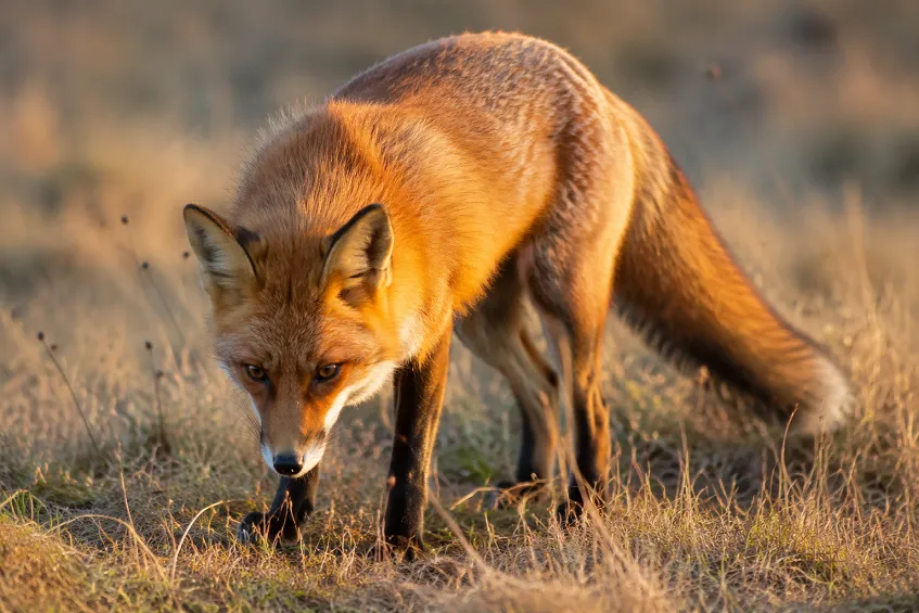 Que mange le renard : son régime alimentaire complet