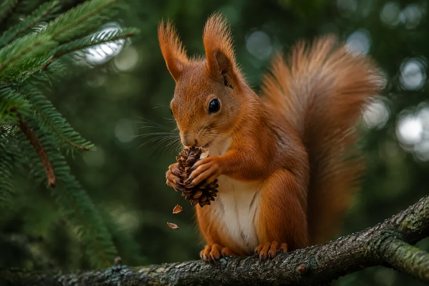Que mange un écureuil : son alimentation complète