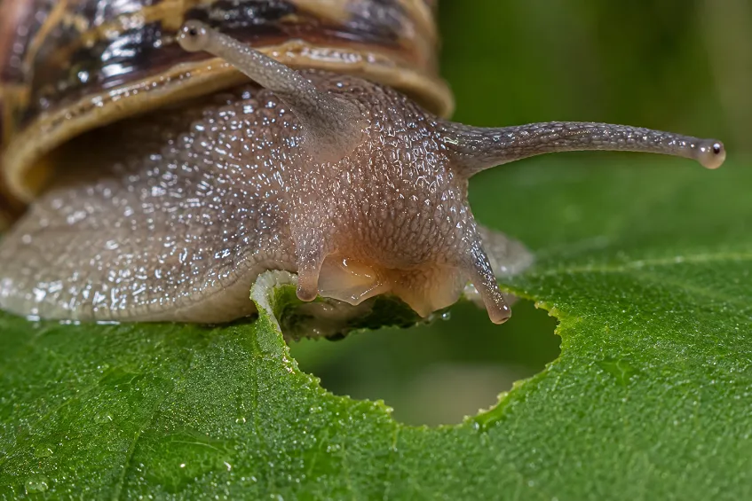 Escargot petit-gris en train de râper une feuille, ses quatre tentacules déployés