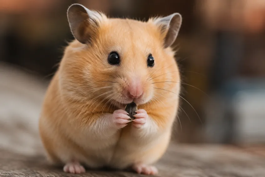 que mange un hamster : il mange des graines
