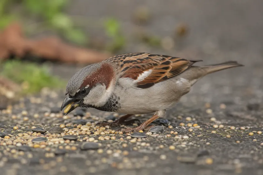 Un moineau mange des graines au sol