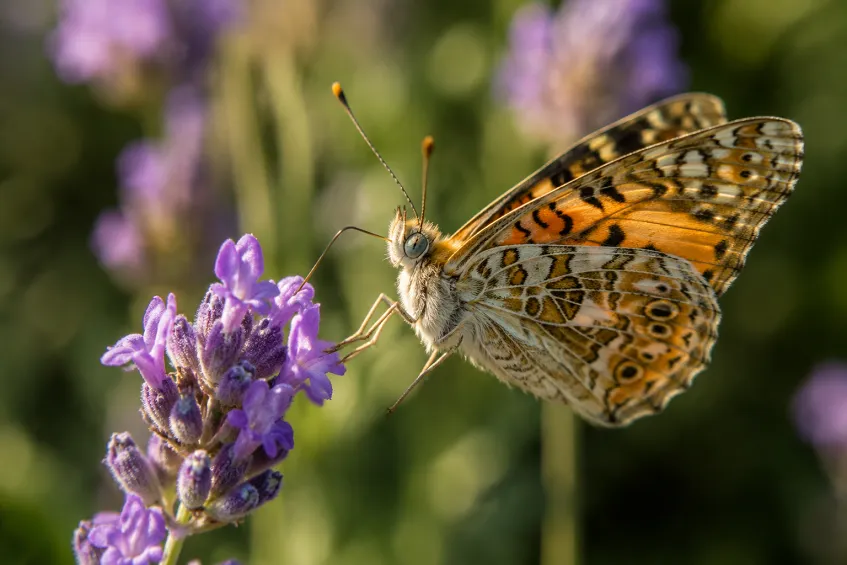 Que mange un papillon : nectar, trompe et plantes hôtes