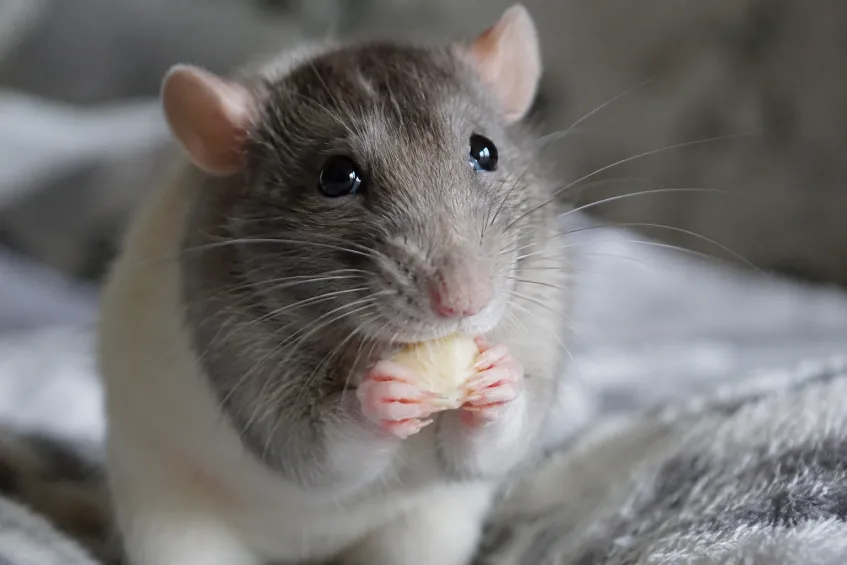 Un rat qui mange