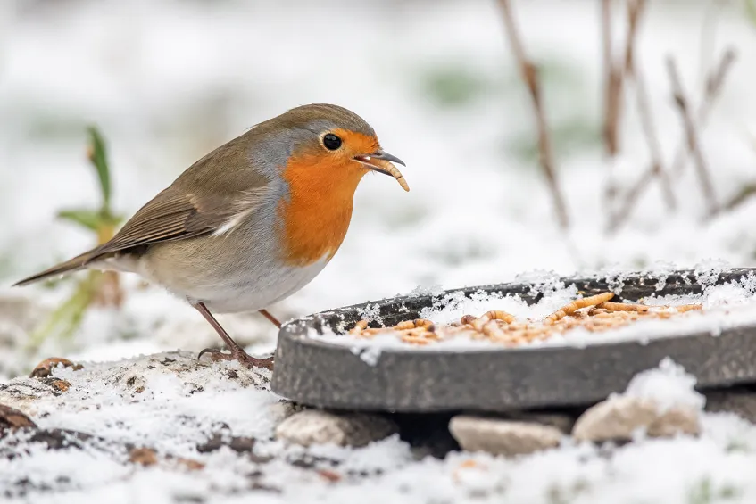 Un rouge-gorge mange des vers de farine dans la neige