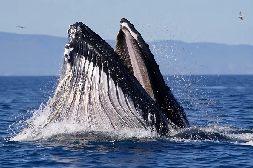 Baleine à bosse en pleine ruée d'alimentation, gueule ouverte et fanons visibles
